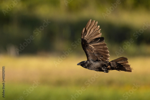 A crow flies against a green background on Lido Beach, Florida