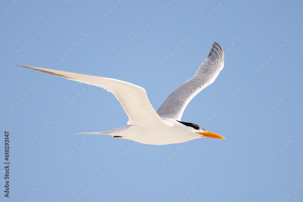 A royal tern (Thalasseus maximus) flying over Lido Beach, Florida