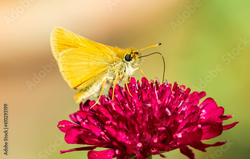 Yellow Moth. hexagonal eyes. Hesperia comma butterfly. Silver-spotted Skipper on flower photo