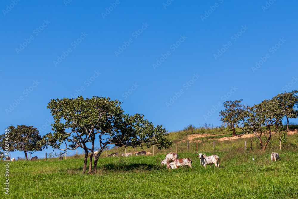 Fototapeta premium calves in the pasture under blue sky