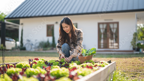 Принти на полотні Female gardener use knife to cutting organic lettuce and chinese kale in vegetab