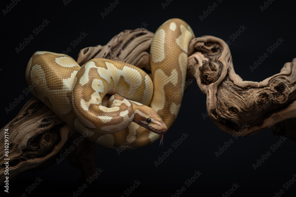 Yellow python with brown spots wrapped around a curved branch. A ...