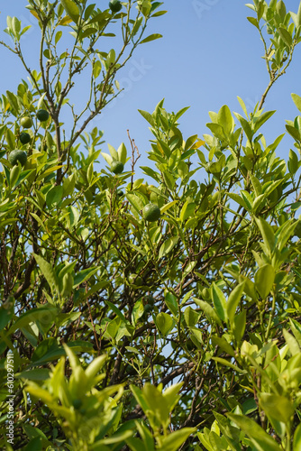 A ripening lime on a tree with green leaves against a blue clear sky in South Asia. Vertical photo. Several limes growing in the garden on a sunny, hot day.
