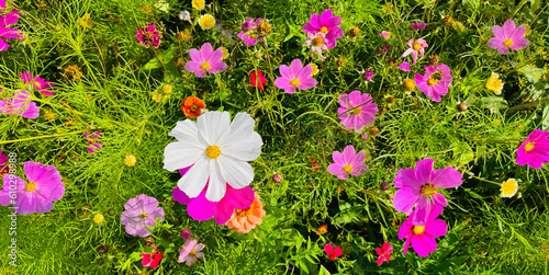 Beautiful cosmos flowers in...