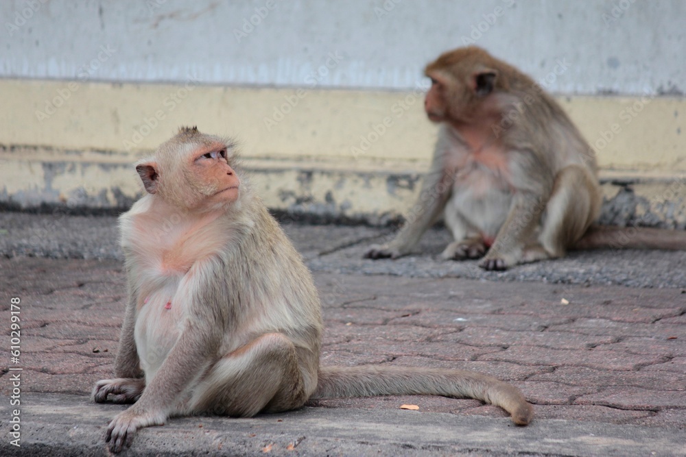 monkey in the zoo