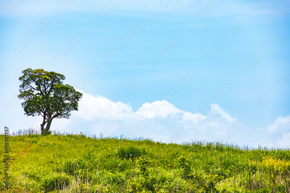 Fototapeta premium 青空と新緑とカルスト大地
