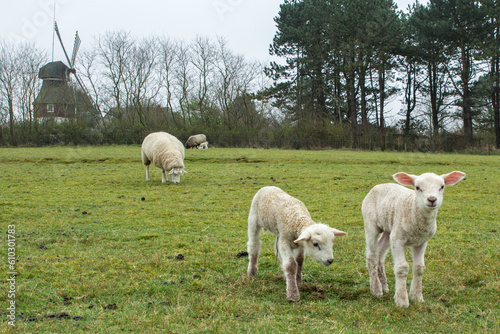Schaafe und Lämmer auf der Weide vor Windmühle