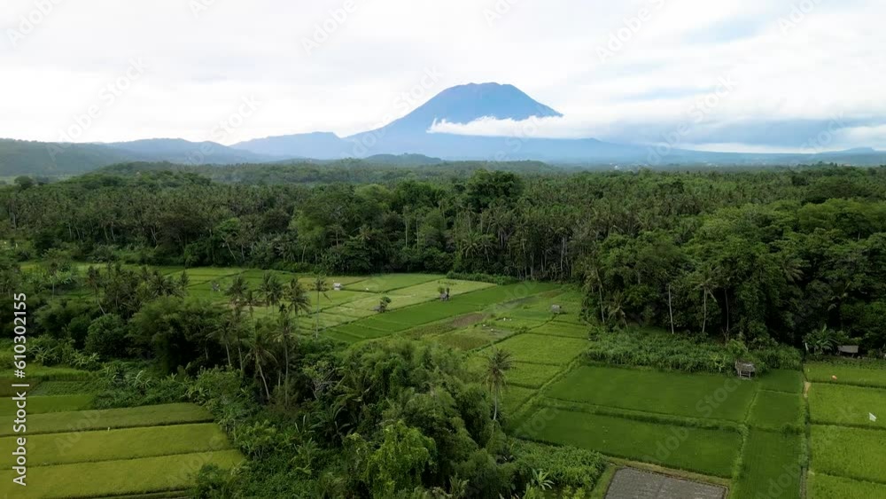 custom made wallpaper toronto digitalBeautiful landscape of rice fields with a volcano in the background. Bali Island, Indonesia
