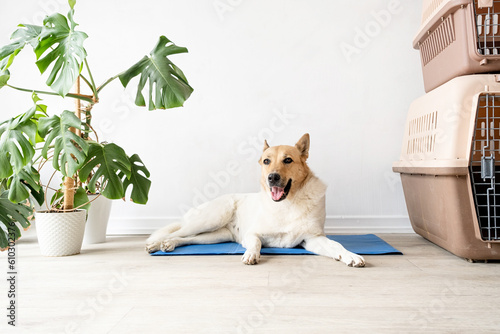 Fotografiet Cute mixed breed dog lying on cool mat looking up on white wall background