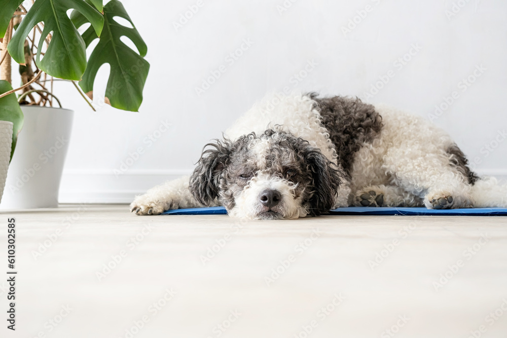 Fototapeta premium Cute mixed breed dog lying on cool mat looking up on white wall background