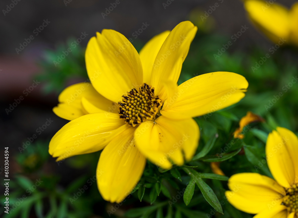 Detail of yellow Bidens andicola flower with blurred background