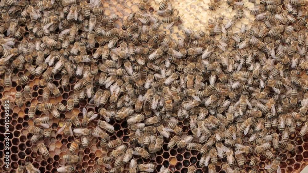 The work of bees in the home apiary The work of bees in the home apiary