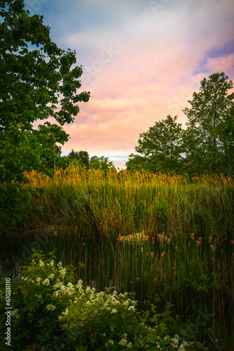 Sunrise over the tranquil marshland forest with common reeds, white wild rose flowers, and dramatic clouds in New England