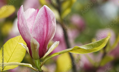 Magnolia liliaceae in bloom in spring