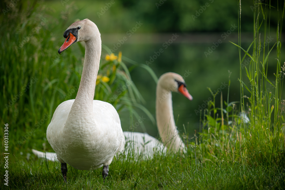 White swan on a pond White swan on a pond