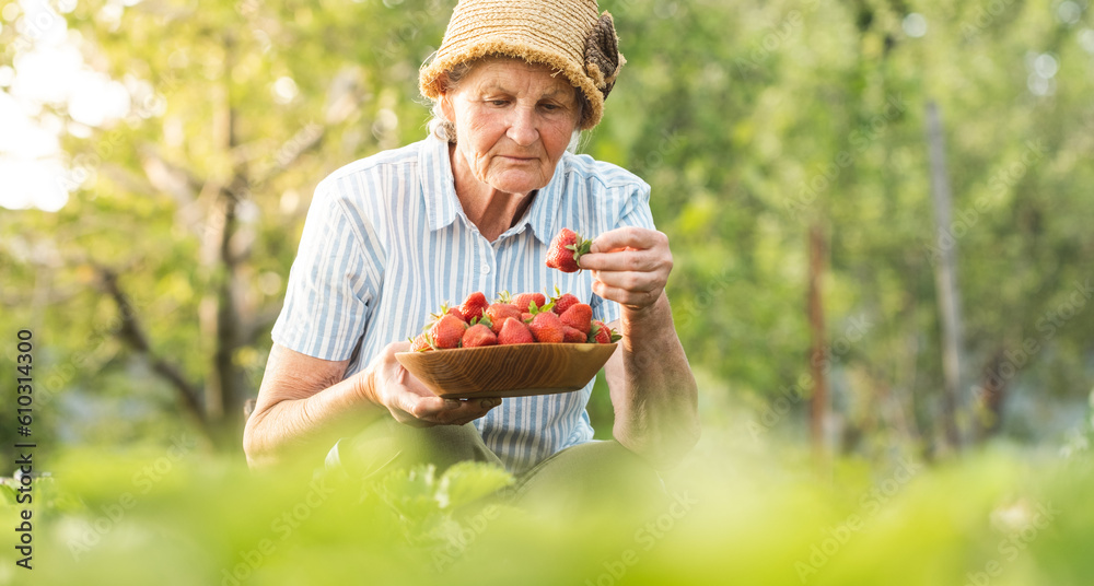 Happy senior caucasian woman picking up strawberries in the garden during the sunset or sunrise. Elderly lady farmer wearing straw hat collecting berry harvest among fresh strawberry bushes