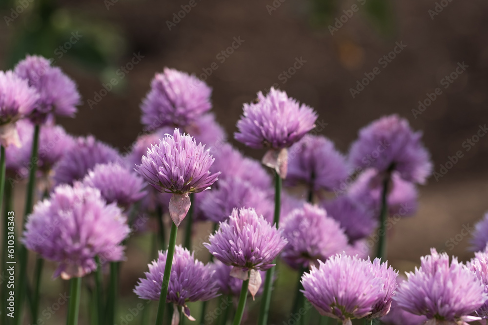 Field flowers with purple petals during sunny spring day. Violet onion flowers in the meadow. Macro shot of garlic blossom Field flowers with purple petals during sunny spring day. Violet onion flowers in the meadow. Macro shot of garlic blossom