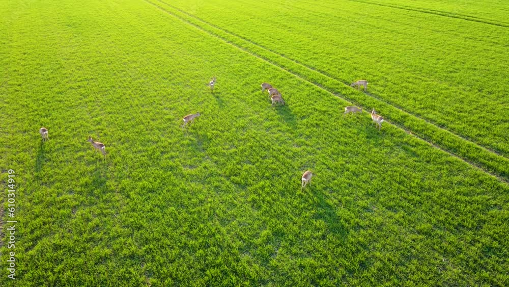 Herd of deer with fawns grazing in field, roe deer in wheat meadow . Wildlife ecosystems and mammals fauna population conservation Herd of deer with fawns grazing in field, roe deer in wheat meadow . Wildlife ecosystems and mammals fauna population conservation