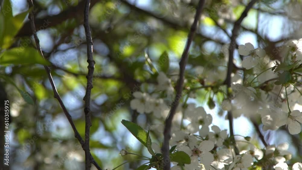 White cherry blossoms sway in the wind. Spring flowering fruit tree garden. Floral natural background. Delicate flowers in the sunlight day. Blur bokeh nature. Flower bloom bud Leaf closeup. Aesthetic White cherry blossoms sway in the wind. Spring flowering fruit tree garden. Floral natural background. Delicate flowers in the sunlight day. Blur bokeh nature. Flower bloom bud Leaf closeup. Aesthetic