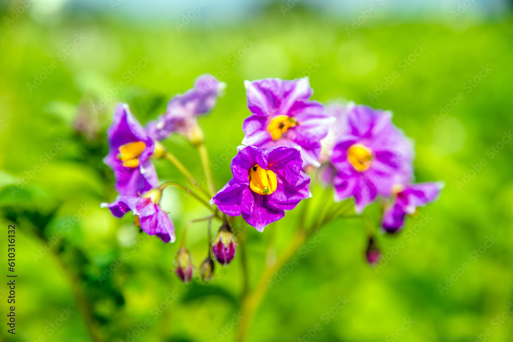 purple potato flowers on a potato field
purple potato flowers on a potato field
