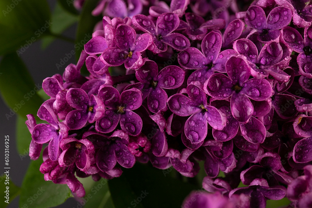 Lilac (lat.Syringa vulgaris) closeup in the spring on a black background.