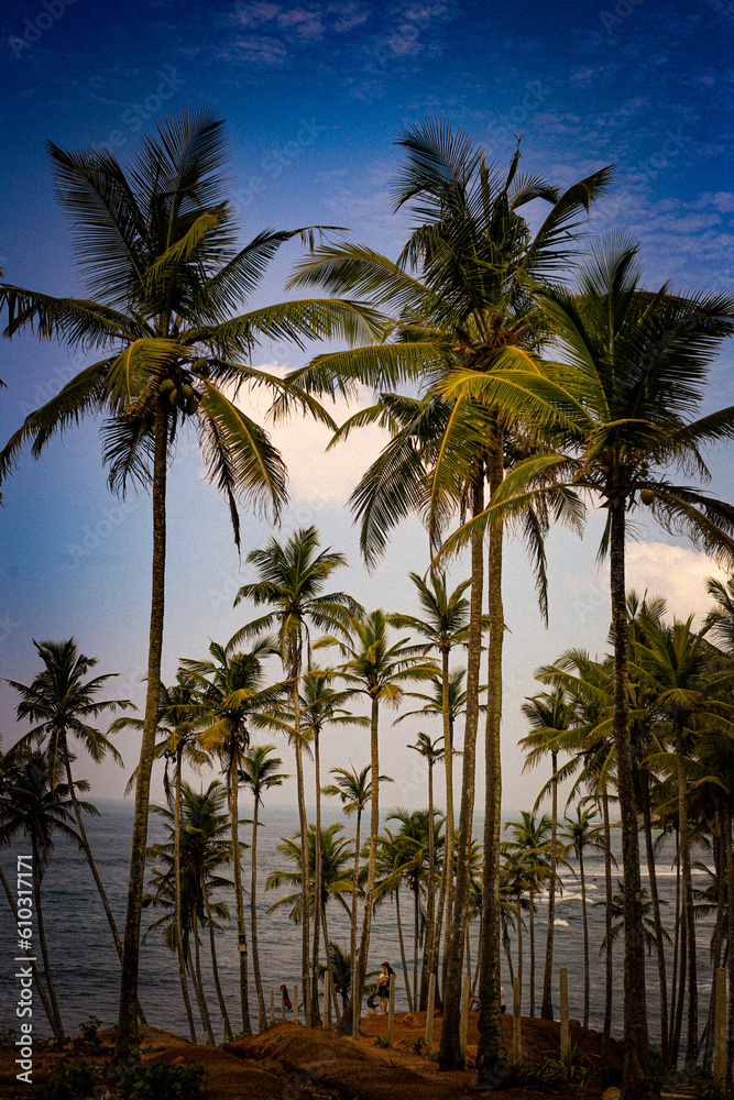 Palm trees and the ocean. Sri Lanka