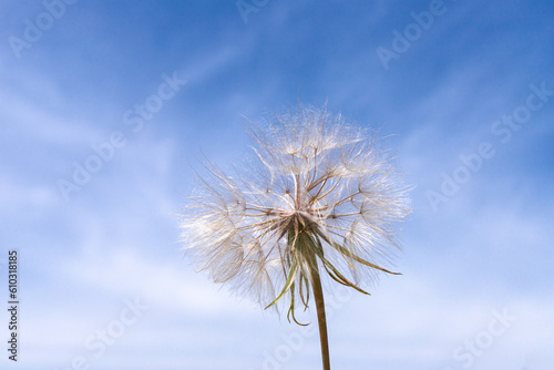 Dandelion with seeds across a cloudy blue sky with copy space