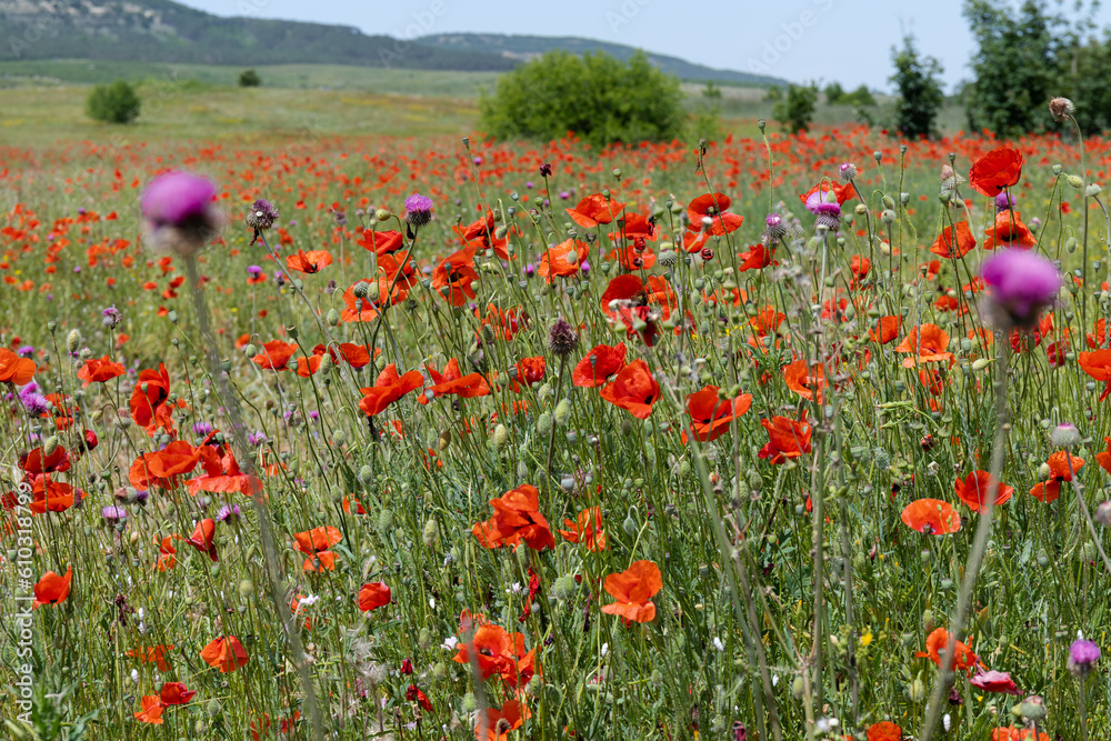Fototapeta premium Flowers Red poppies blossom on wild field. Beautiful field red poppies with selective focus. soft light. Natural drugs. Glade of red poppies. Lonely poppy. Soft focus blur