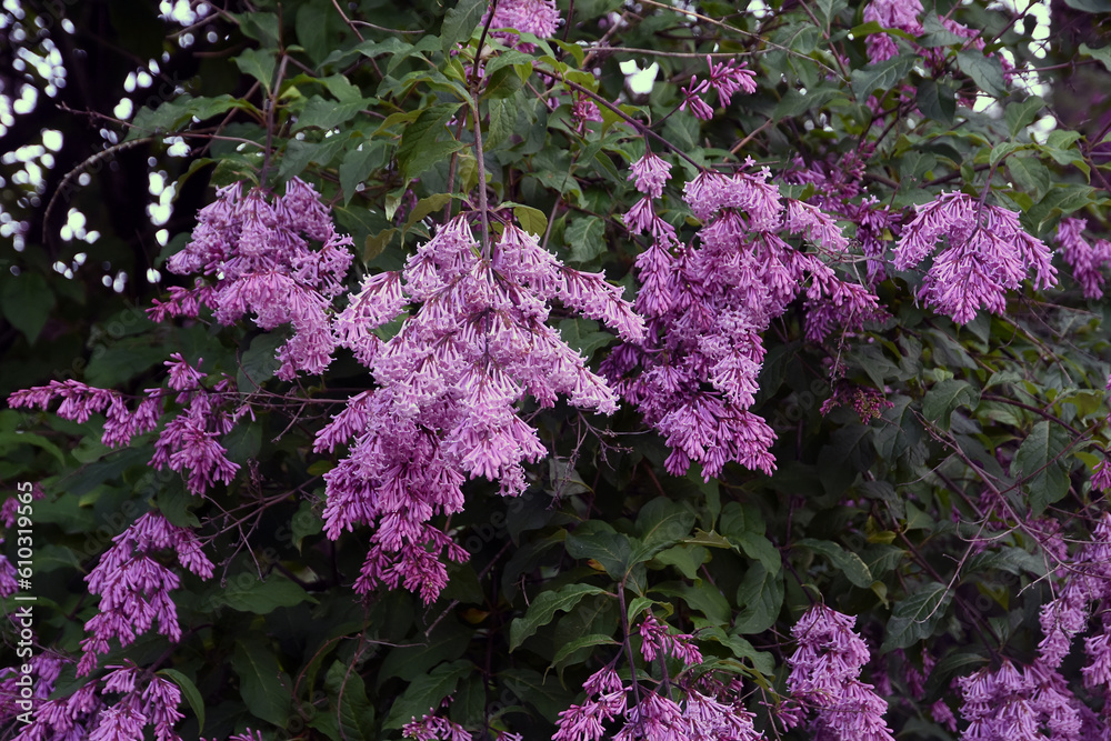 Lilac flowers in spring