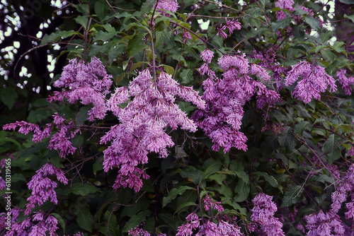 Obraz na płótnie Lilac flowers in spring w salonie