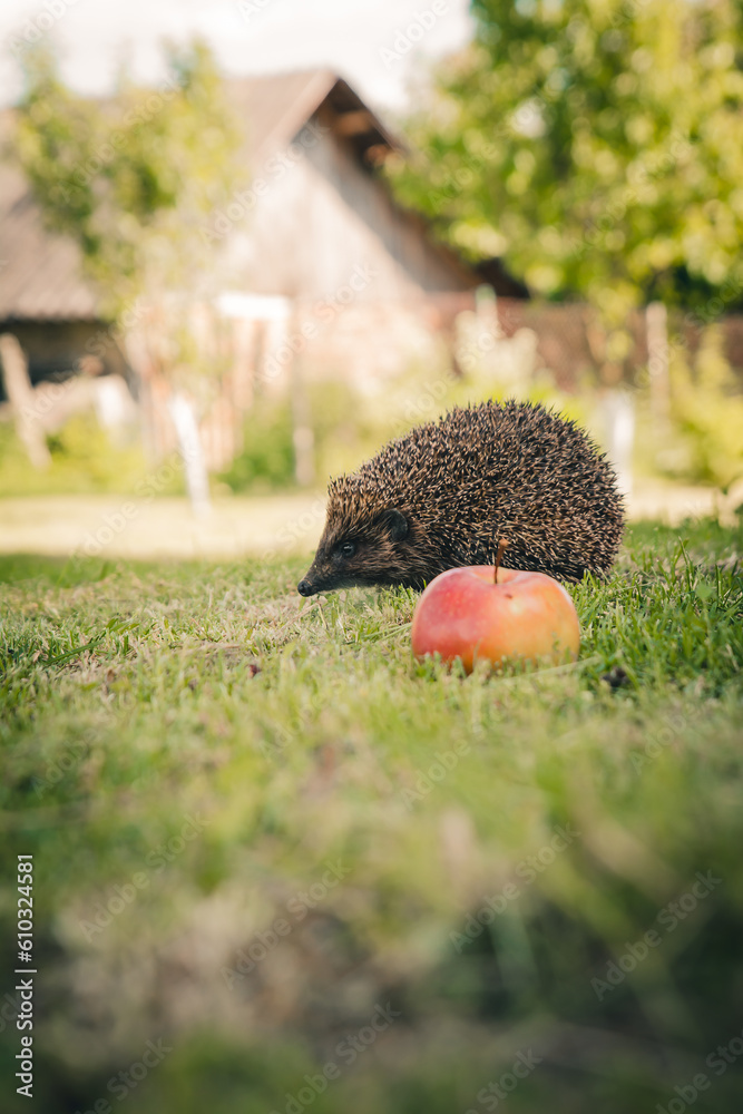 hedgehog in the grass