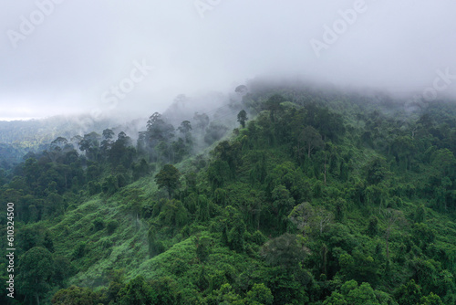 fog in the mountains at borneo sabah