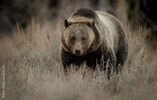 Canvastavla Grizzly Bear in Grand Teton National Park