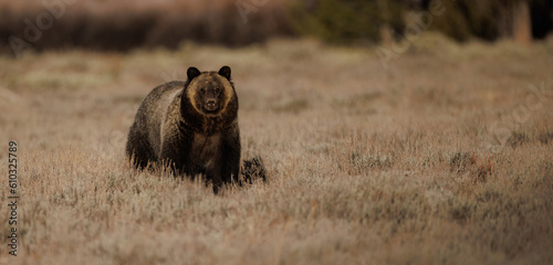Grizzly Bear in Grand Teton National Park Fototapet
