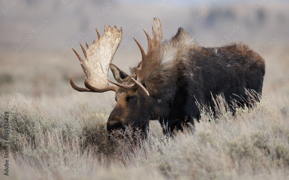 Bull Moose in Grand Teton National Park - obrazy, fototapety, plakaty 