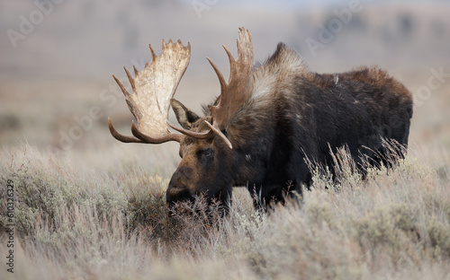 Canvastavla Bull Moose in Grand Teton National Park