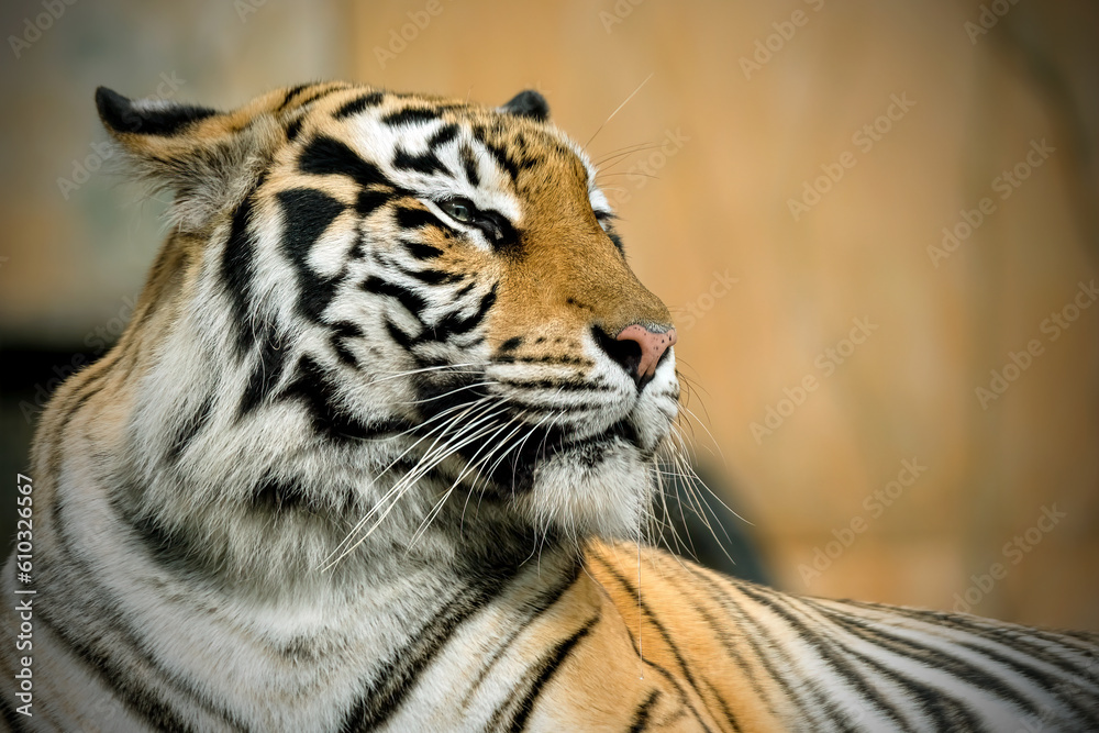 Fototapeta premium portrait of a bengal tiger