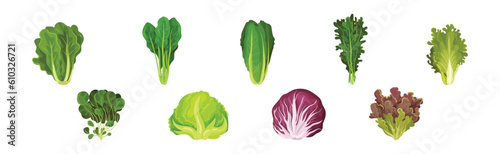 Fresh Green Salad Leaves for Cooking Vector Set