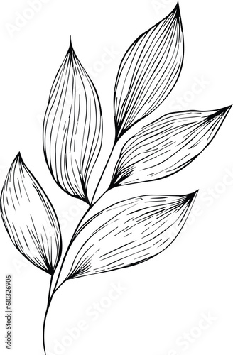 Botanical elements Vector sketch, Hand drawn leaf line art , botanical leaf bud illustration engraved ink art style. botanical vector drawing. vintage botanical leaf drawing.