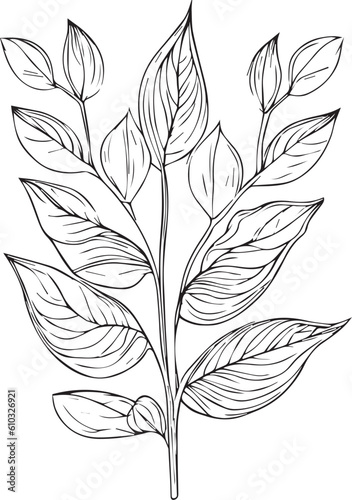 Botanical artwork decor, vector set of botanical leaf simple outline sketch doodle hand drawn illustration, botanical drawings of flowers, botanical drawings of wildflowers, botanical drawings. © GraphicArt