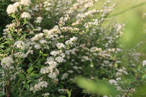 White spiraea meadowsweets bush in bloom