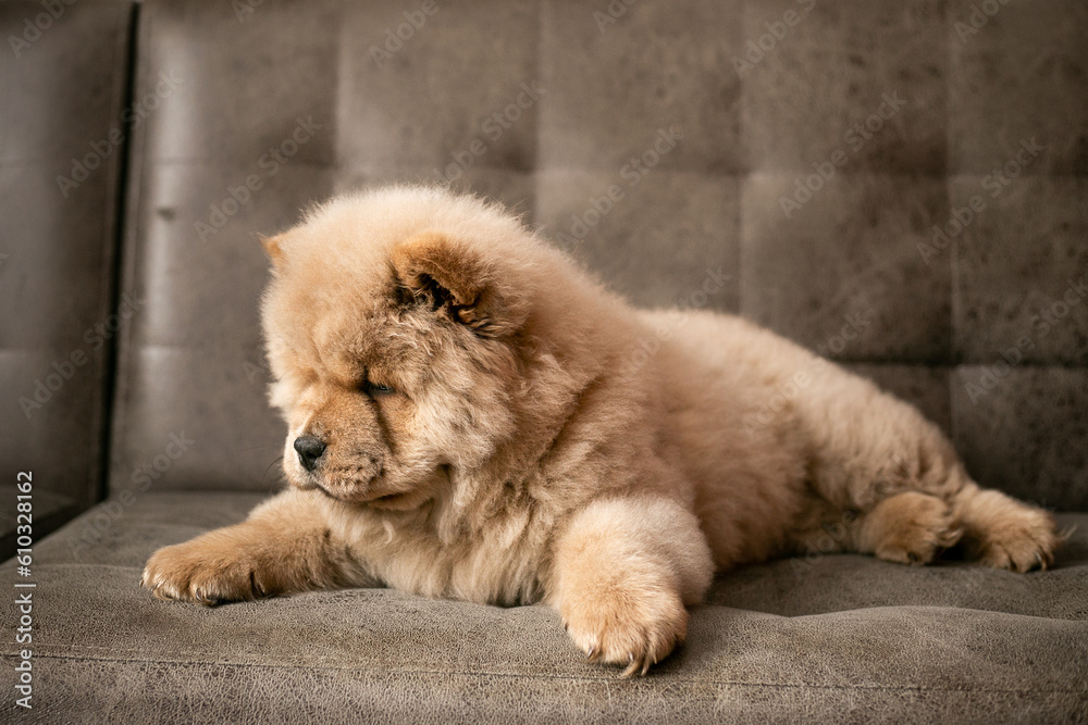 The chow chow puppy is lying on the couch. Purebred tsimtovy color dog chow-chow