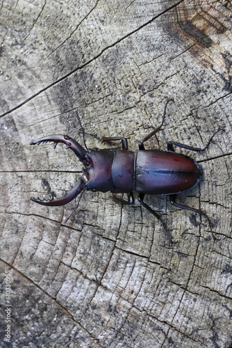 Japanese red stag beetle (Prosopocoilus inclinatus) in Osaka, Japan photo