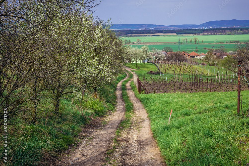 Obraz premium Vineyard on Naklo hill in Sidleny Wine Cellars area near Milotice, Czech Republic