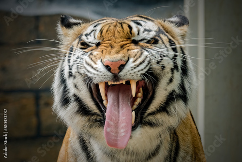 Fototapeta Naklejka Na Ścianę i Meble -  portrait of a bengal tiger
