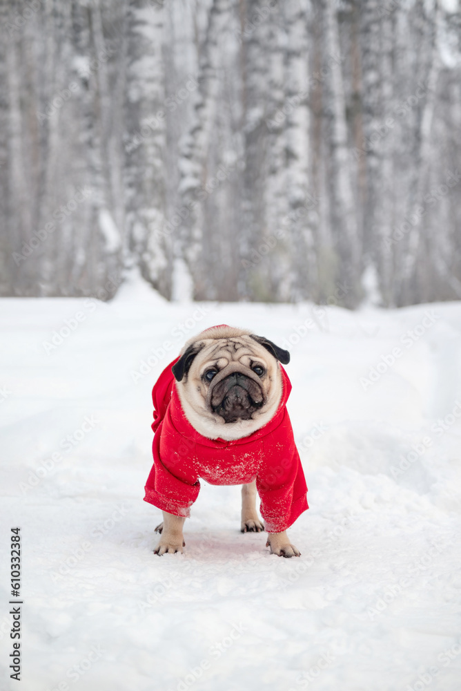 pug in red clothes in winter against the background of a snowy forest on a walk, close-up, selective focus