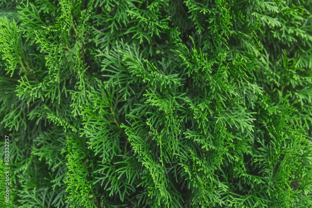 Green branches of the thuja tree natural background plant abstract