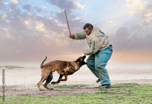 training of belgian shepherd photo