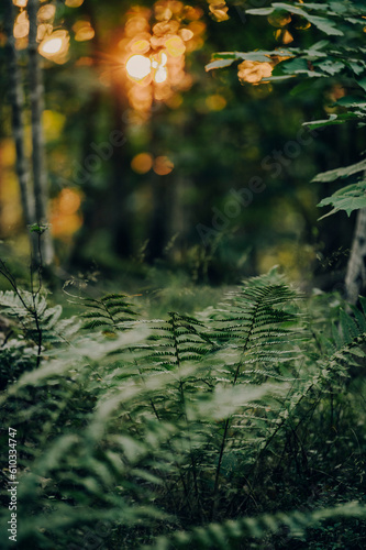Farn im Wald bei Sonnenuntergang