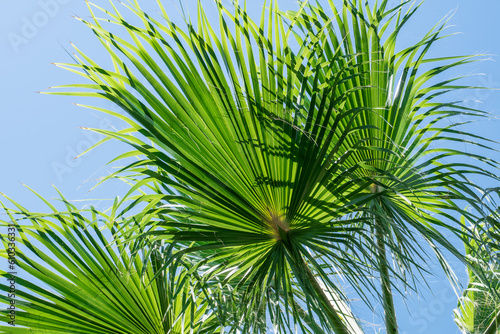 nice palm tree on the beach by the sea